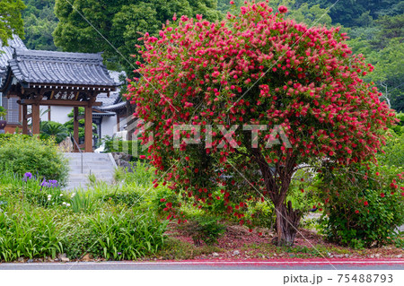 ブラシノキとお寺 ブラシノキとお寺 75488793