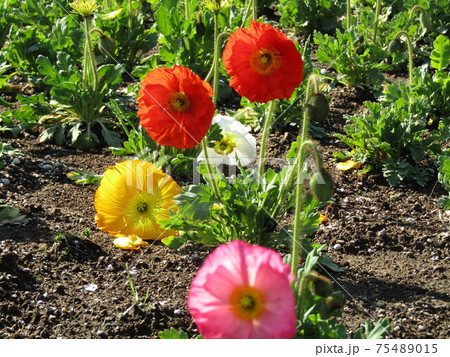 アイスランドポピーの赤と黄色の花の写真素材