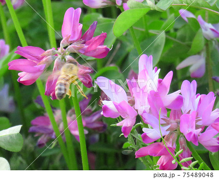 レンゲソウ 75489048