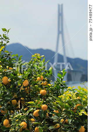 瀬戸田のレモンと多々羅大橋（日本 広島県 尾道市） 75489477