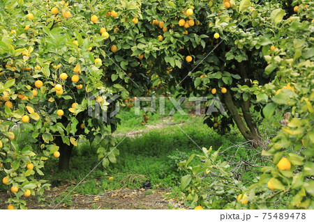 瀬戸田のレモントンネル（日本 広島県 尾道市） 75489478