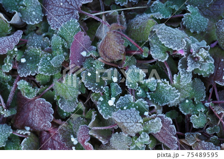 草の霜と雪 草の霜と雪 75489595