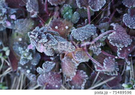 草に降りた霜 75489596