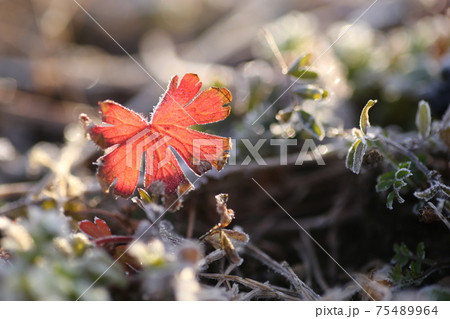 草の葉にあさのひかり 草の葉にあさのひかり 75489964