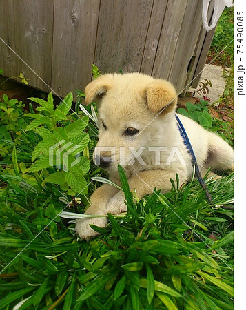 たれ耳の子犬はハーブが気になるみたい たれ耳の子犬はハーブが気になるみたい 75490085