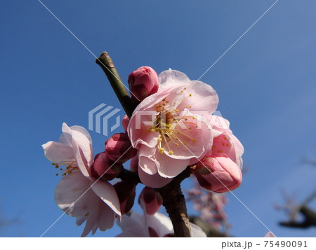緋梅系の唐梅のピンクの花 75490091