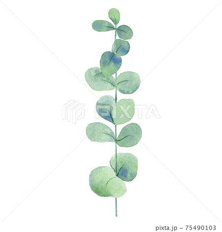 Watercolor eucalypt branch Watercolor eucalypt branch 75490103