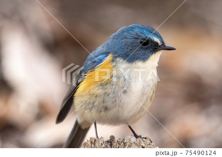 ルリビタキ オス ルリビタキ オス 75490124
