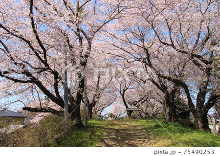 南郷町・十王山公園の桜 (宮城県美里町) 南郷町・十王山公園の桜 (宮城県美里町) 75490253