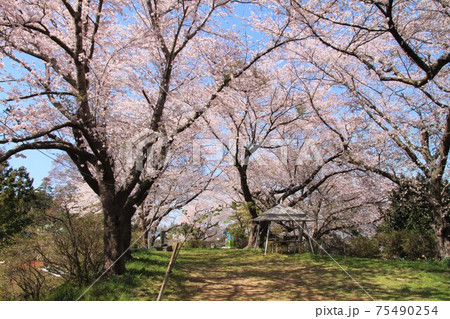 南郷町・十王山公園の桜　（宮城県美里町） 75490254