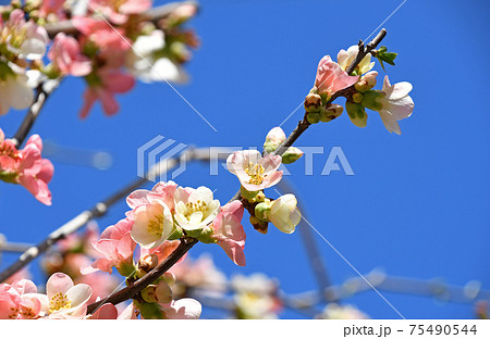 ボケ(木瓜) ボケ(木瓜) 75490544