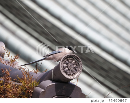 寺院のオナガ 75490647