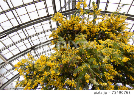 温室に咲く満開のミモザ 75490763