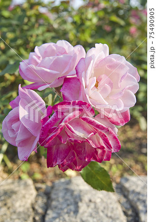 薔薇園にピンク色と白色の薔薇の花が咲いています。このバラの名前は桜霞です。 75490905