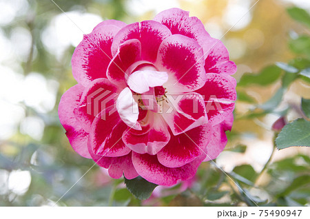 薔薇園にピンク色の薔薇の花が咲いています このバラの名前はピカソです の写真素材