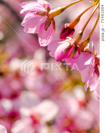 【初春・早咲き桜】河津桜 【初春・早咲き桜】河津桜 75491004