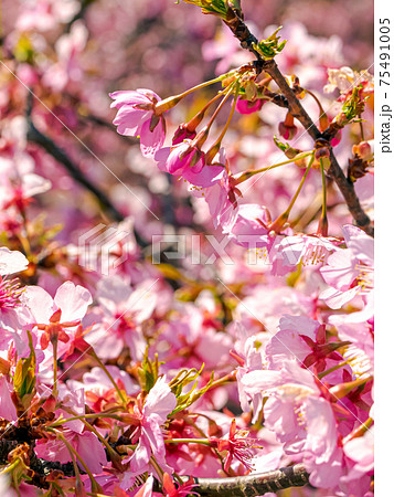 【初春・早咲き桜】河津桜 【初春・早咲き桜】河津桜 75491005