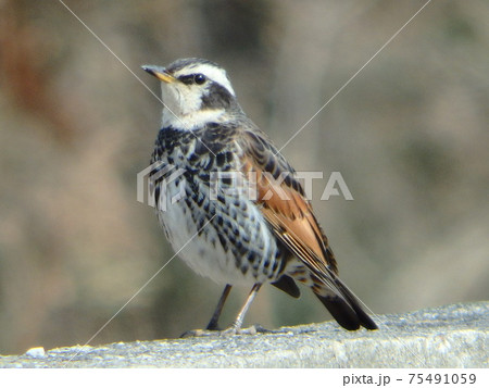遠くを見ていたツグミ 遠くを見ていたツグミ 75491059