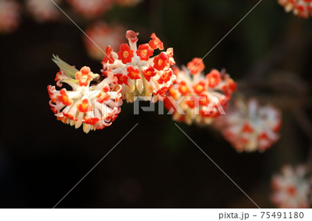 アカバナミツマタ花 75491180