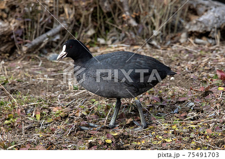 エサを探して歩き回るオオバン 75491703