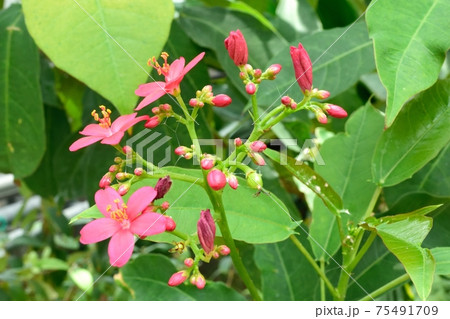 熱帯植物ナンヨウザクラ 濃いピンクの花の写真素材