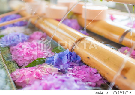 紫陽花 水 75491718