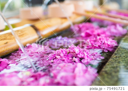紫陽花 水 紫陽花 水 75491721