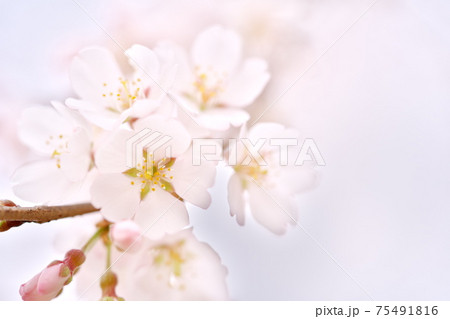 美しく咲いた江戸彼岸桜 75491816