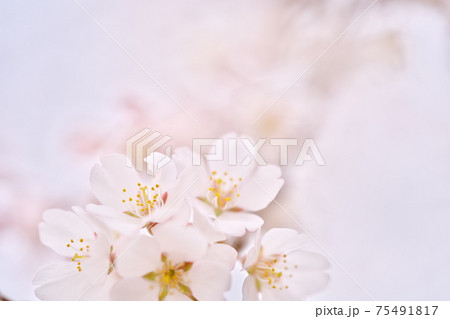 美しく咲いた江戸彼岸桜 75491817