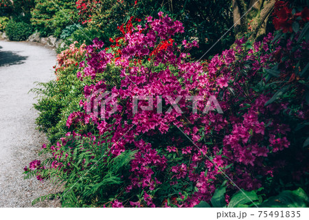 Beautiful Garden with blooming trees during spring time Beautiful Garden with blooming trees during spring time 75491835
