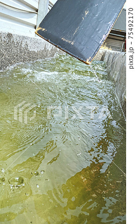 粽 チマキ 御萩 75492170