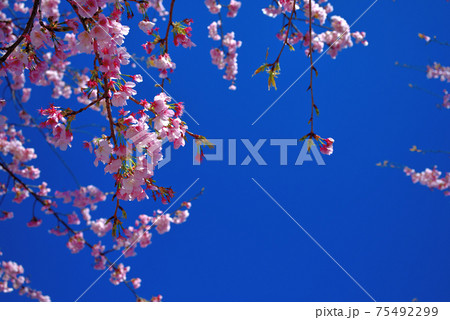 安行桜 安行桜 75492299