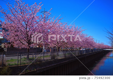 安行桜 安行桜 75492300