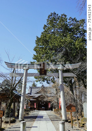 戦国時代に武田信玄の命により山本勘助らによって縄張りがされた、穴城(あなじろ)冬の小諸城址・懐古園 戦国時代に武田信玄の命により山本勘助らによって縄張りがされた、穴城(あなじろ)冬の小諸城址・懐古園 75492343