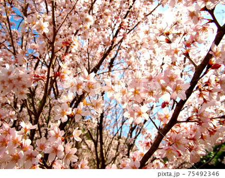 美しく咲いた桜と空 75492346