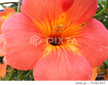 ノウゼンカズラ 75492367