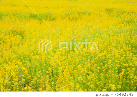 '菜の花 '菜の花 75492545