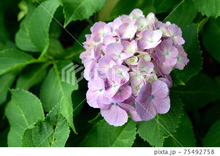 6月梅雨 初夏 薄紫アジサイの装飾花アップの写真素材