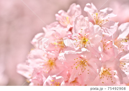 美しく咲いた桜の写真素材 [75492908] - PIXTA