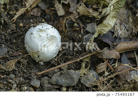 タマゴタケ タマゴタケ 75493167
