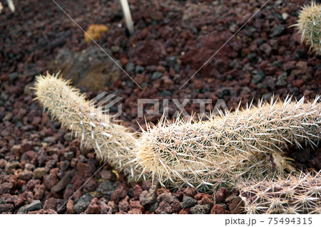 サボテン 入鹿 Stenocereus Erucaの写真素材