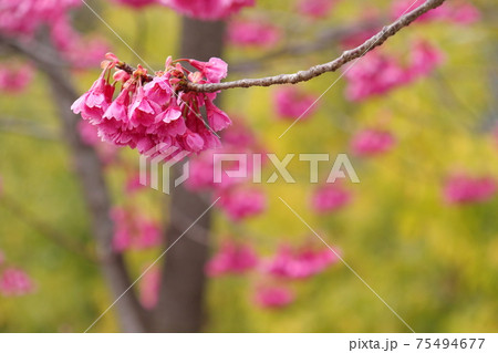 早咲きの寒緋桜 75494677