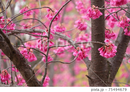 早咲きの寒緋桜 75494679