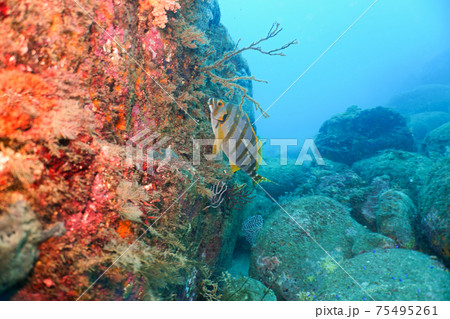 タカノハダイ（鷹羽鯛） 75495261