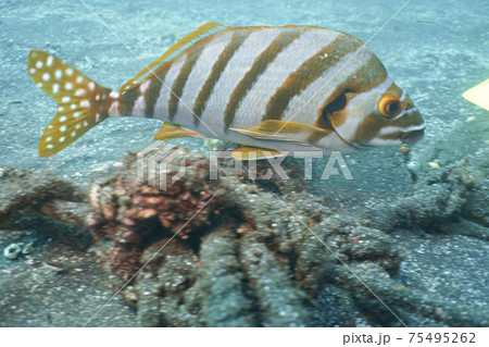 タカノハダイ（鷹羽鯛） 75495262