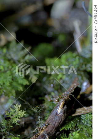 シノブゴケとアリ 75495264