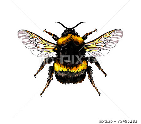 Bumblebee from a splash of watercolor, colored drawing, realistic 75495283