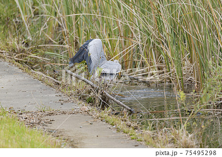 外来種のウシガエルを食べるアオサギ　 75495298