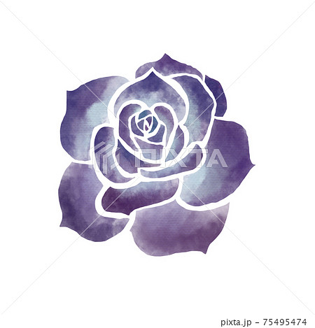 水彩風の黒い薔薇 のイラスト素材
