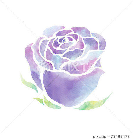 水彩風の紫の薔薇 のイラスト素材